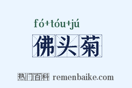 佛头菊是什么意思的图片